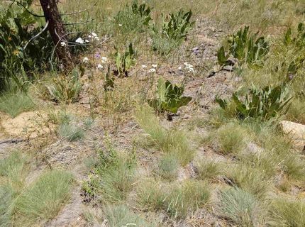 681 Startop, Lot #10, Portola, CA 96122 Photo