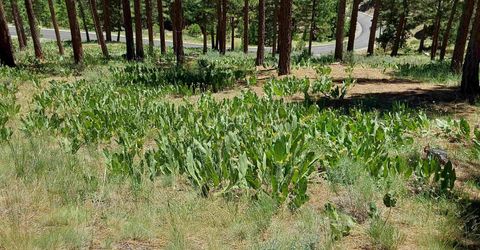 681 Startop, Lot #10, Portola, CA 96122 Photo