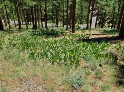 681 Startop, Lot #10, Portola, CA 96122 Photo