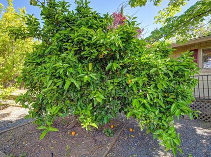 3582 Bell Rd, Auburn, CA 95603 Photo