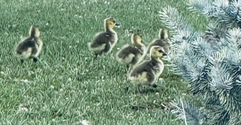 1729 Lantana Drive, Minden, NV 89423 Photo