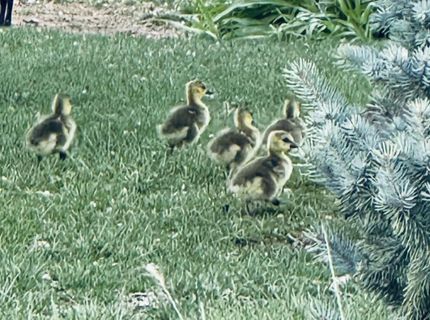 1729 Lantana Drive, Minden, NV 89423 Photo