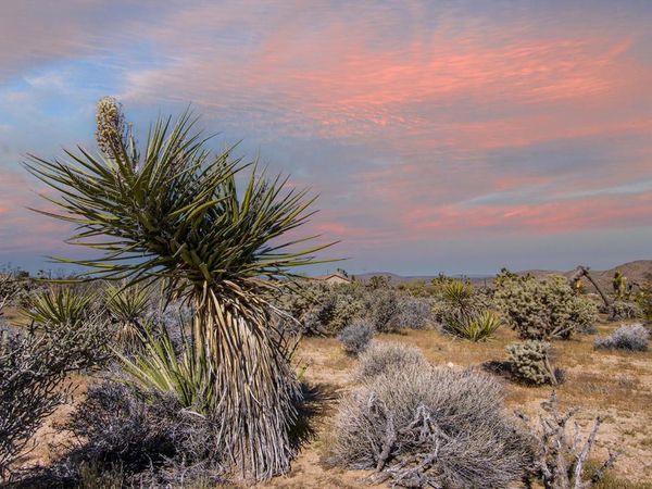 102 Saddleback Road, Joshua Tree, CA 92252
