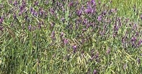 10601 Acorn Ln, Angels Camp, CA 95222 Photo