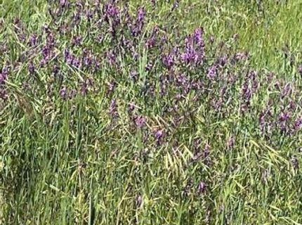 10601 Acorn Ln, Angels Camp, CA 95222 Photo