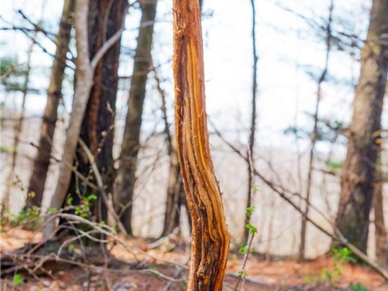 East Branch Road, Lowell, OH 45744 Photo 29