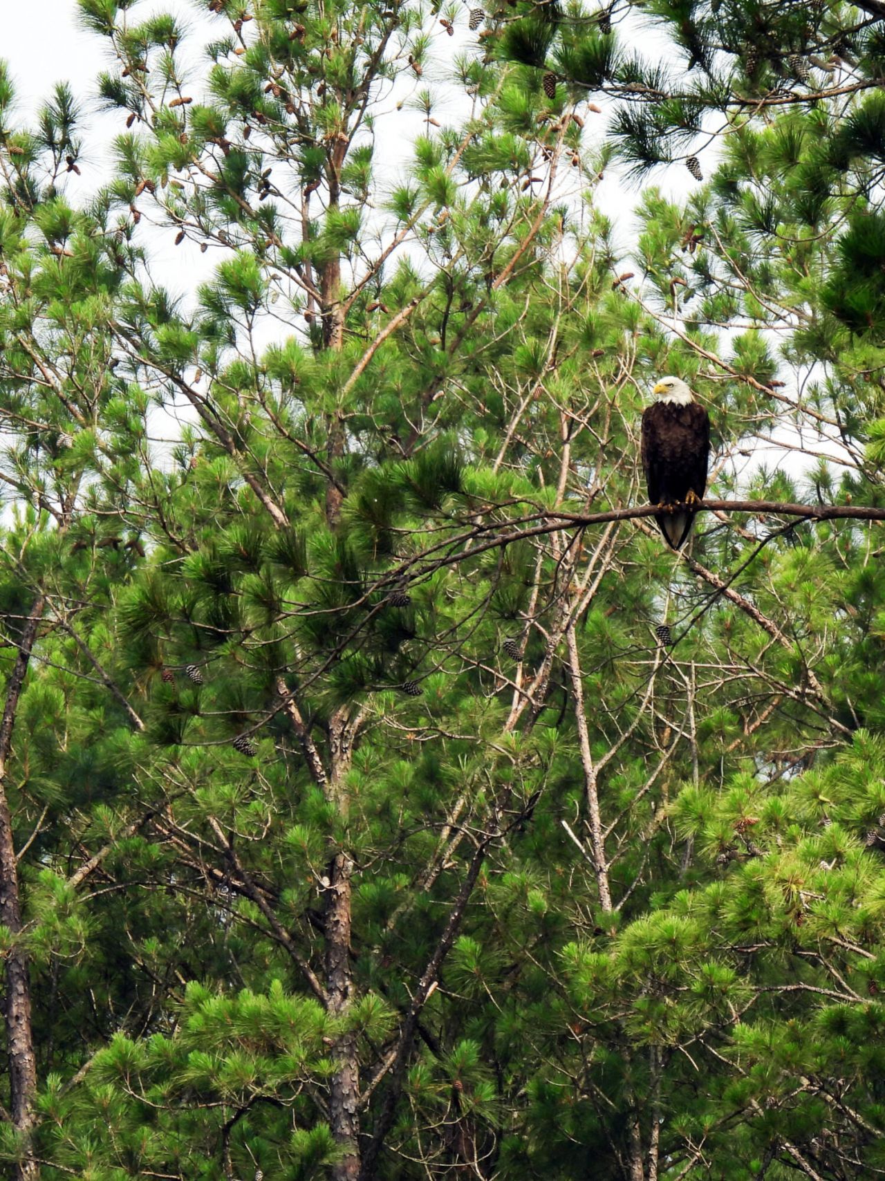 7019 Pumpkinseed Drive Photo 33