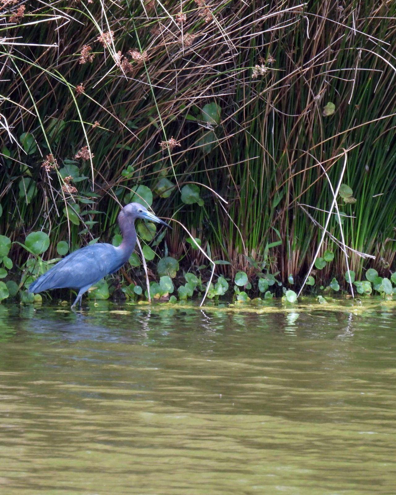 7019 Pumpkinseed Drive Photo 34