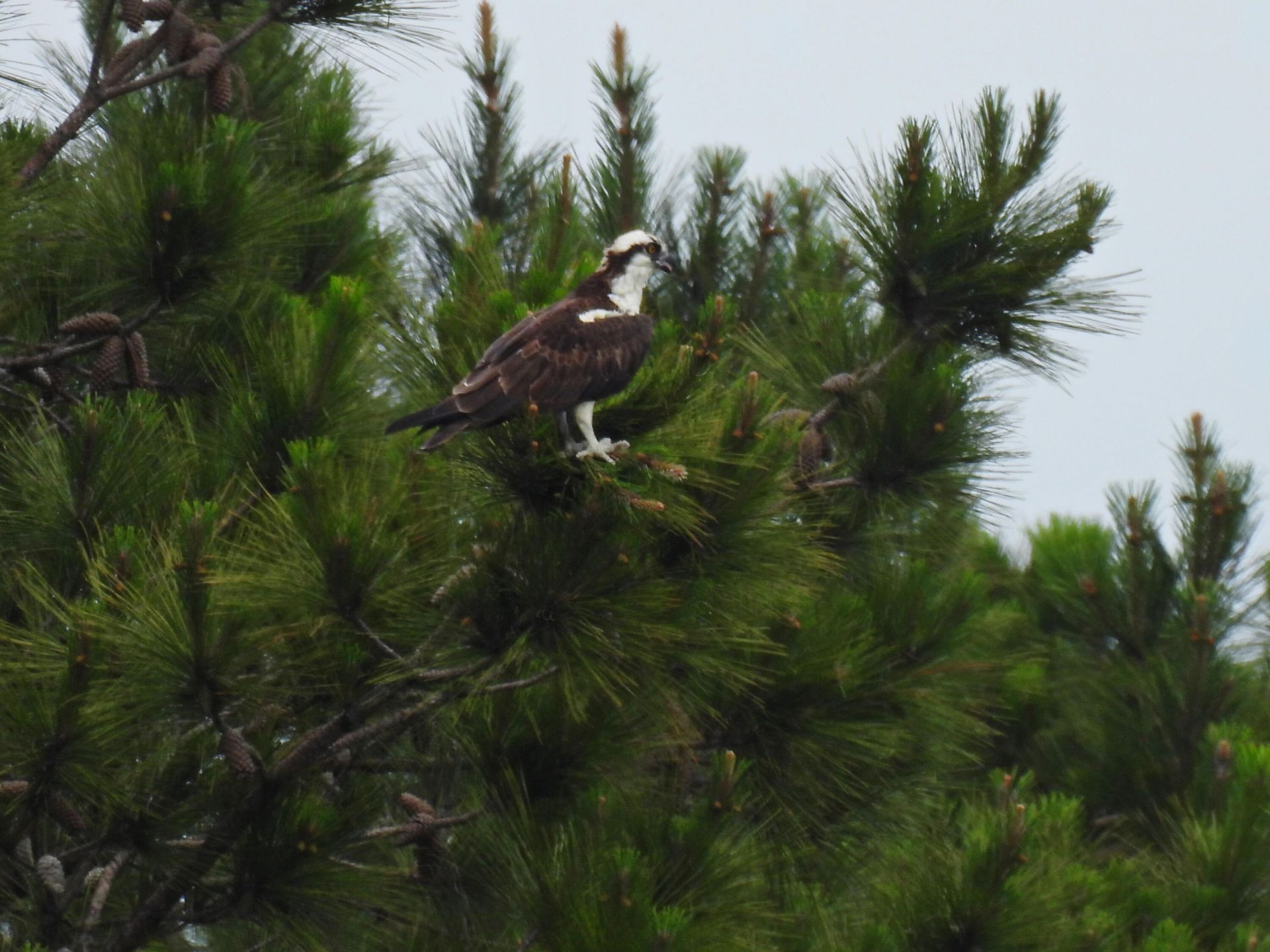 7019 Pumpkinseed Drive Photo 35