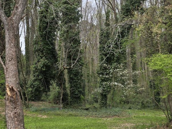 109 Creek Hollow Drive, Woodstock, GA 30188