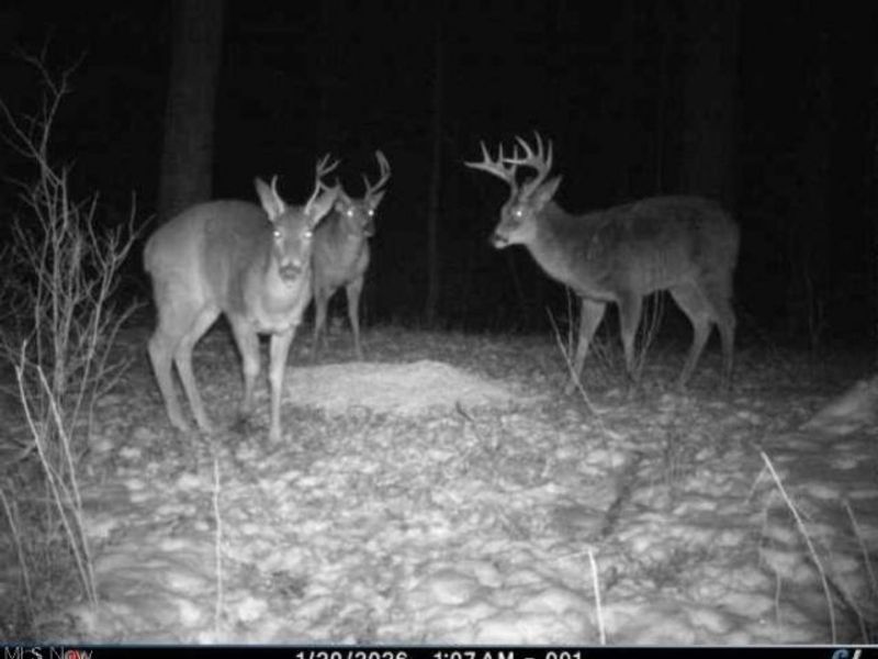 Township Road 34, Killbuck, OH 44637 Photo 17