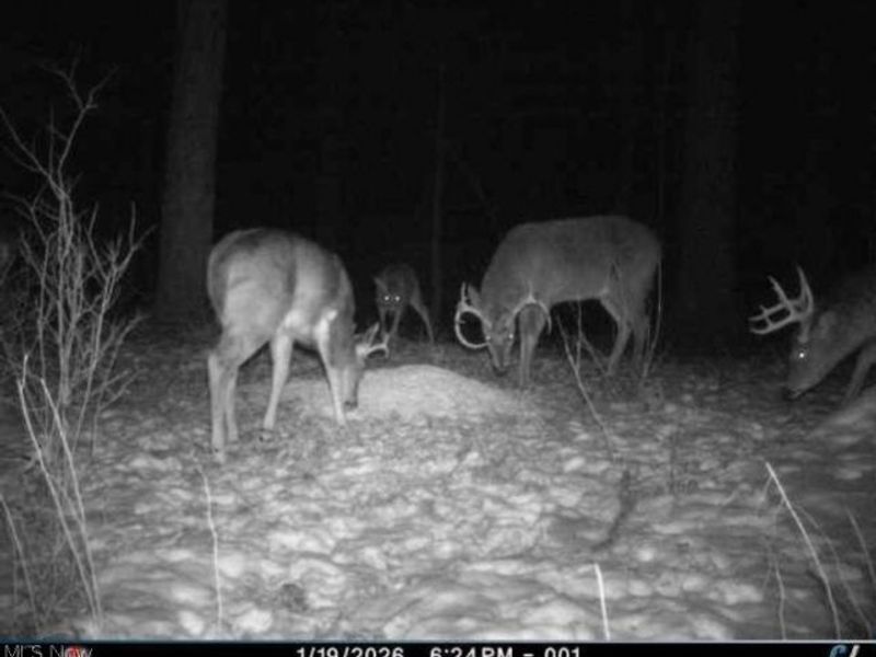 Township Road 34, Killbuck, OH 44637 Photo 19