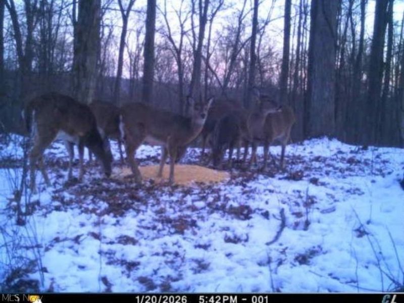 Township Road 34, Killbuck, OH 44637 Photo 38