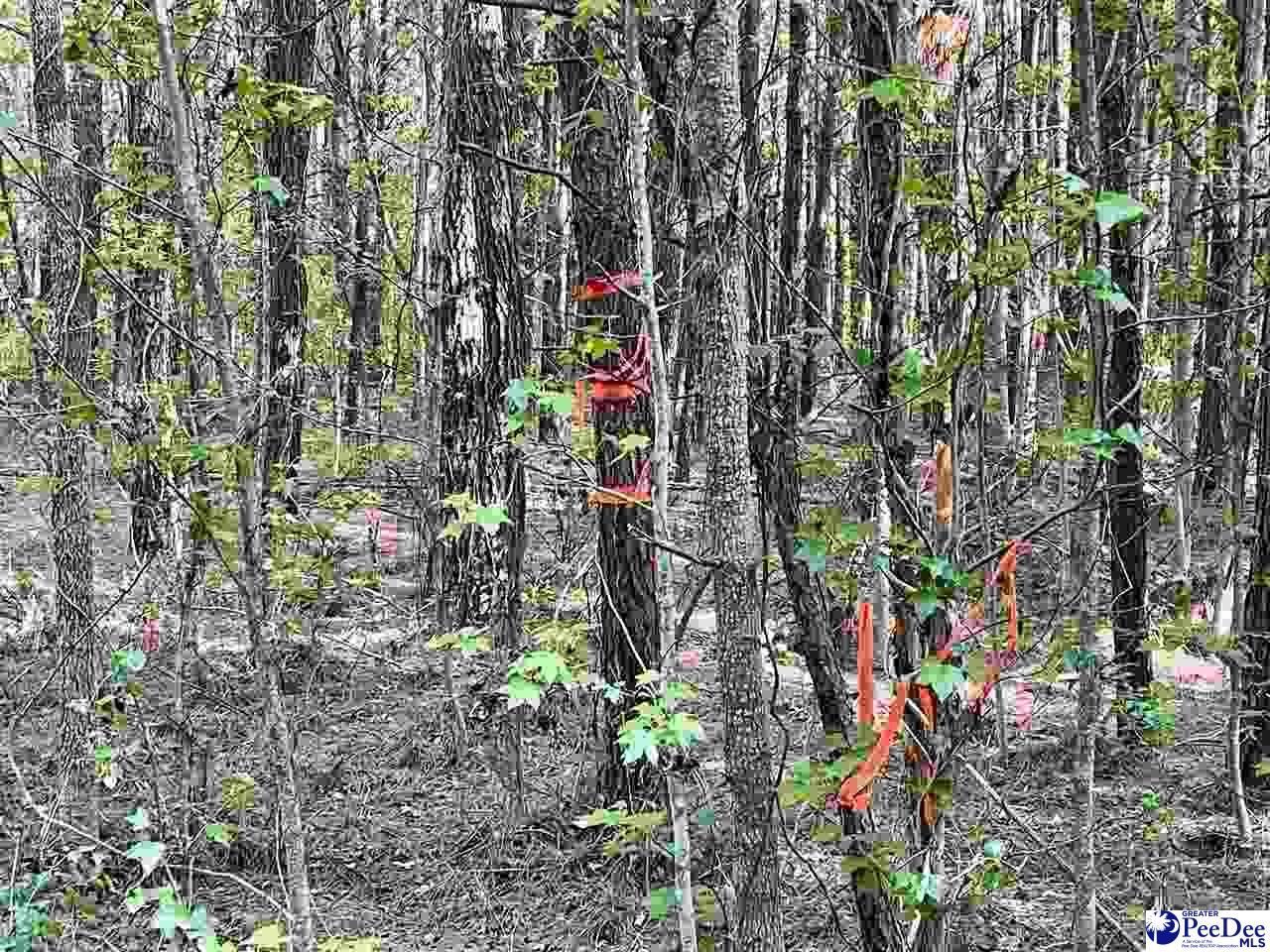 Tbd Beth Dr Photo 11