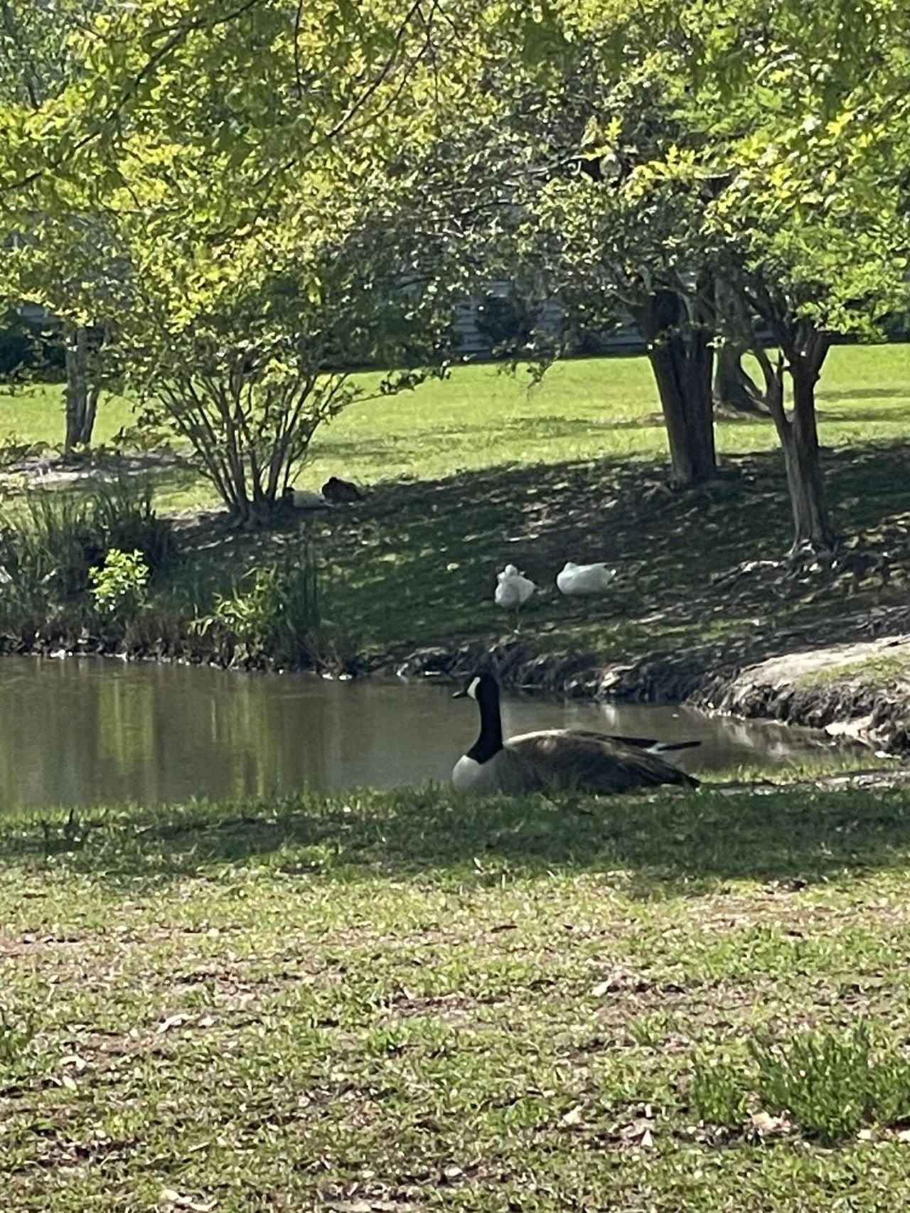 217 Dovetail Circle Photo 46