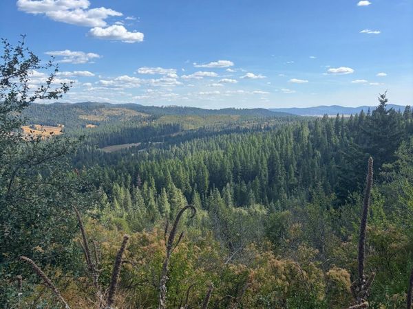 14.75 Acre Treetop LN, Plummer, ID 83851