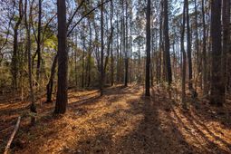 3733 N Highway 17 Highway photo 4