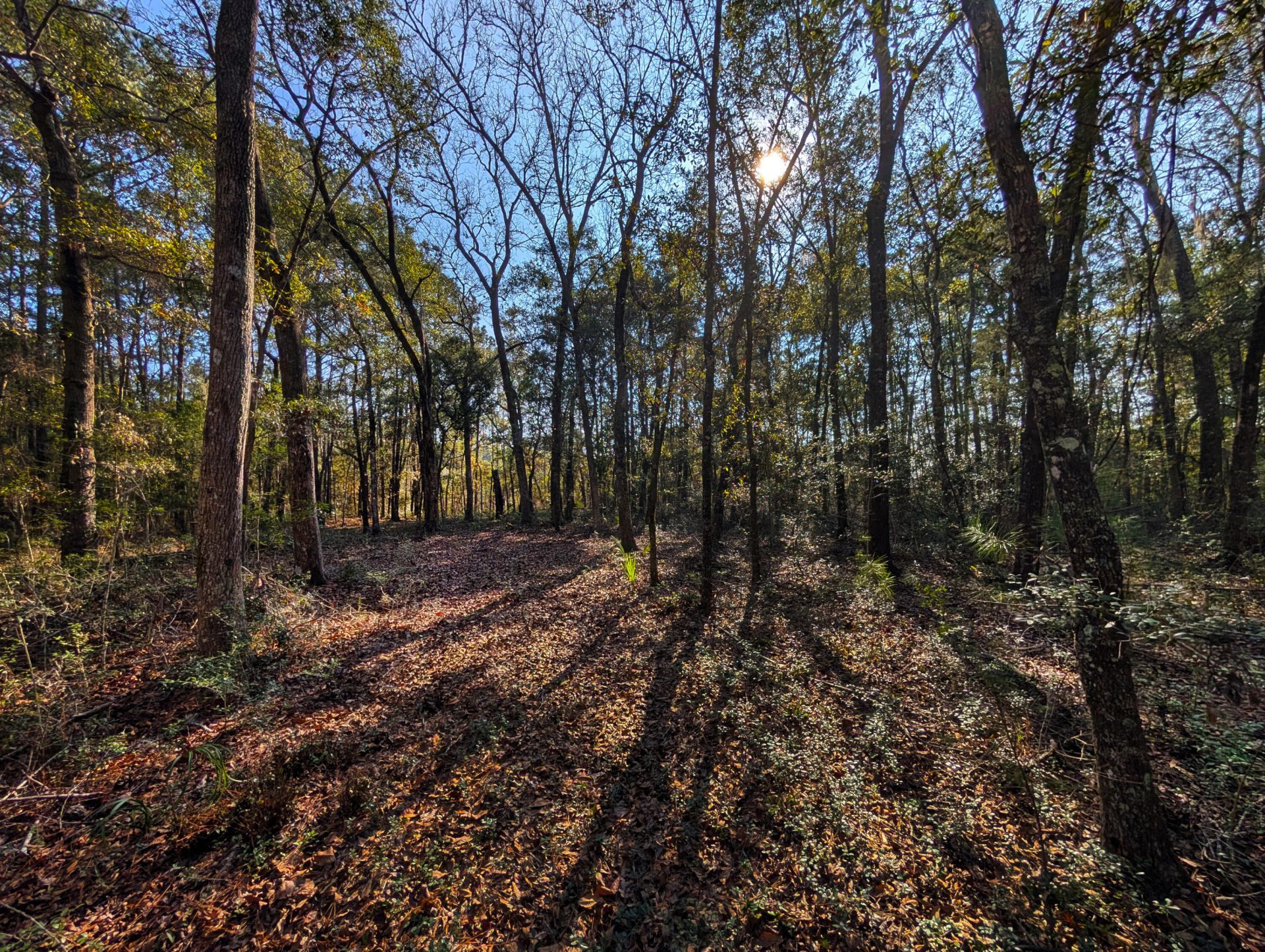 3733 N Highway 17 Highway Photo 4