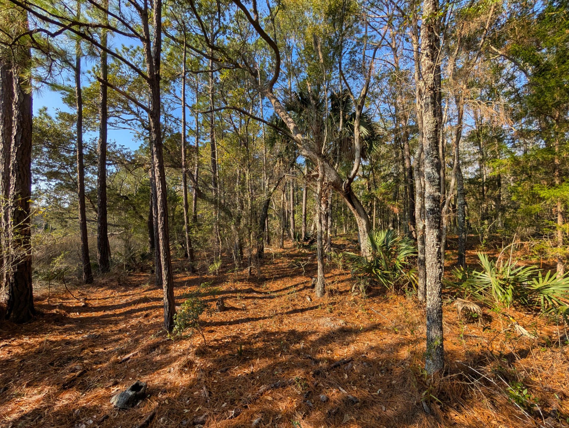 3733 N Highway 17 Highway Photo 5