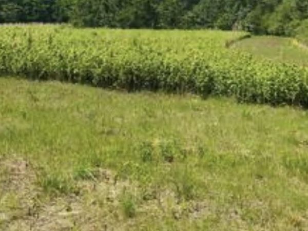 Lot 11 KINGS HIGHWAY, MONTROSS, VA 22520