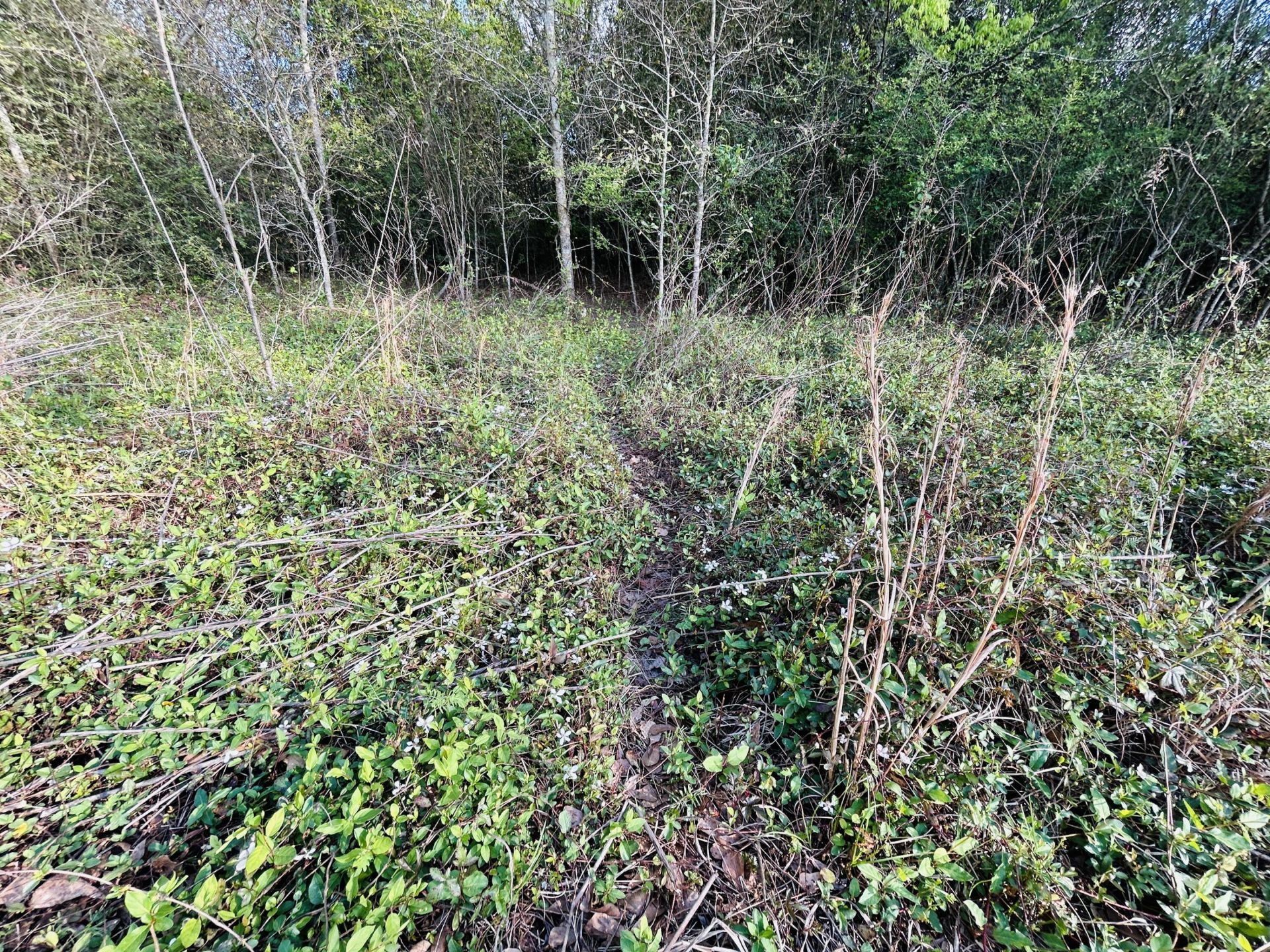 3058 Surrey Race Road Photo 22