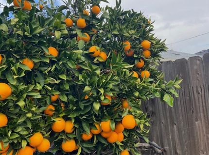 3704 Gratia Ave, Sacramento, CA 95821 Photo