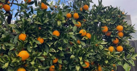 3704 Gratia Ave, Sacramento, CA 95821 Photo