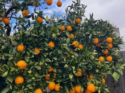 3704 Gratia Ave, Sacramento, CA 95821 Photo