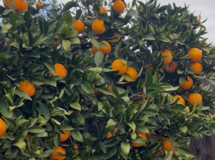 3704 Gratia Ave, Sacramento, CA 95821 Photo