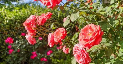 1912 Douglas Rd, Stockton, CA 95207 Photo