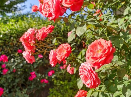 1912 Douglas Rd, Stockton, CA 95207 Photo