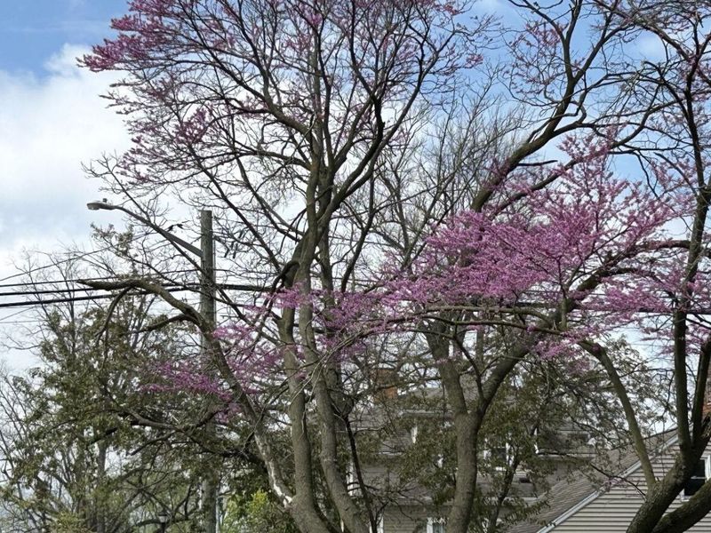 603 N Ash Street, Celina, OH 45822 Photo 37