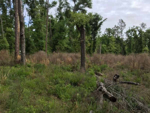 TBD NE WILLOW BEND LOOP, Lee, FL 32059