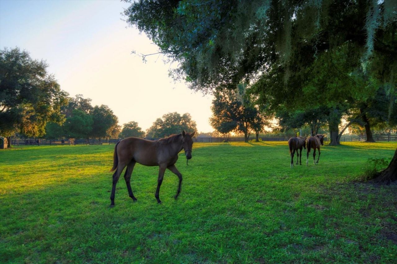 7650 N Whippoorwill Terrace, Hernando, FL 34442 Photo