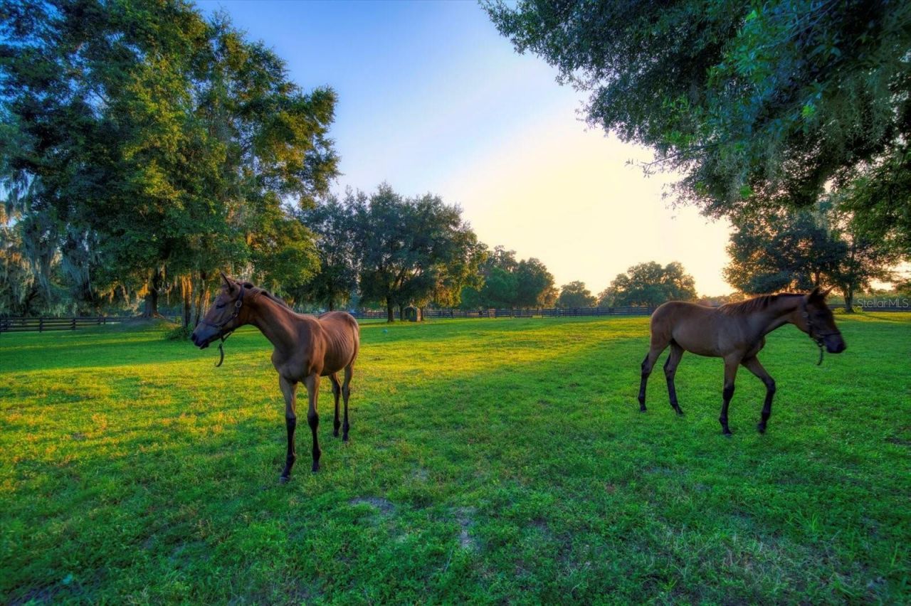 7650 N Whippoorwill Terrace, Hernando, FL 34442 Photo