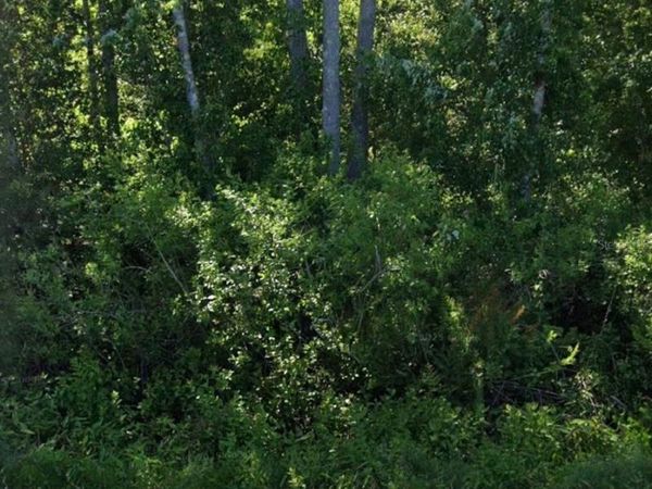 2166 CR-305 , BUNNELL, FL 32110