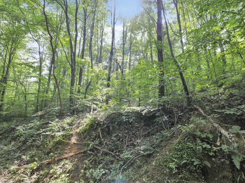 0 Lot #1 Thad Hall Road , Laurelville, OH 43135 Photo 12