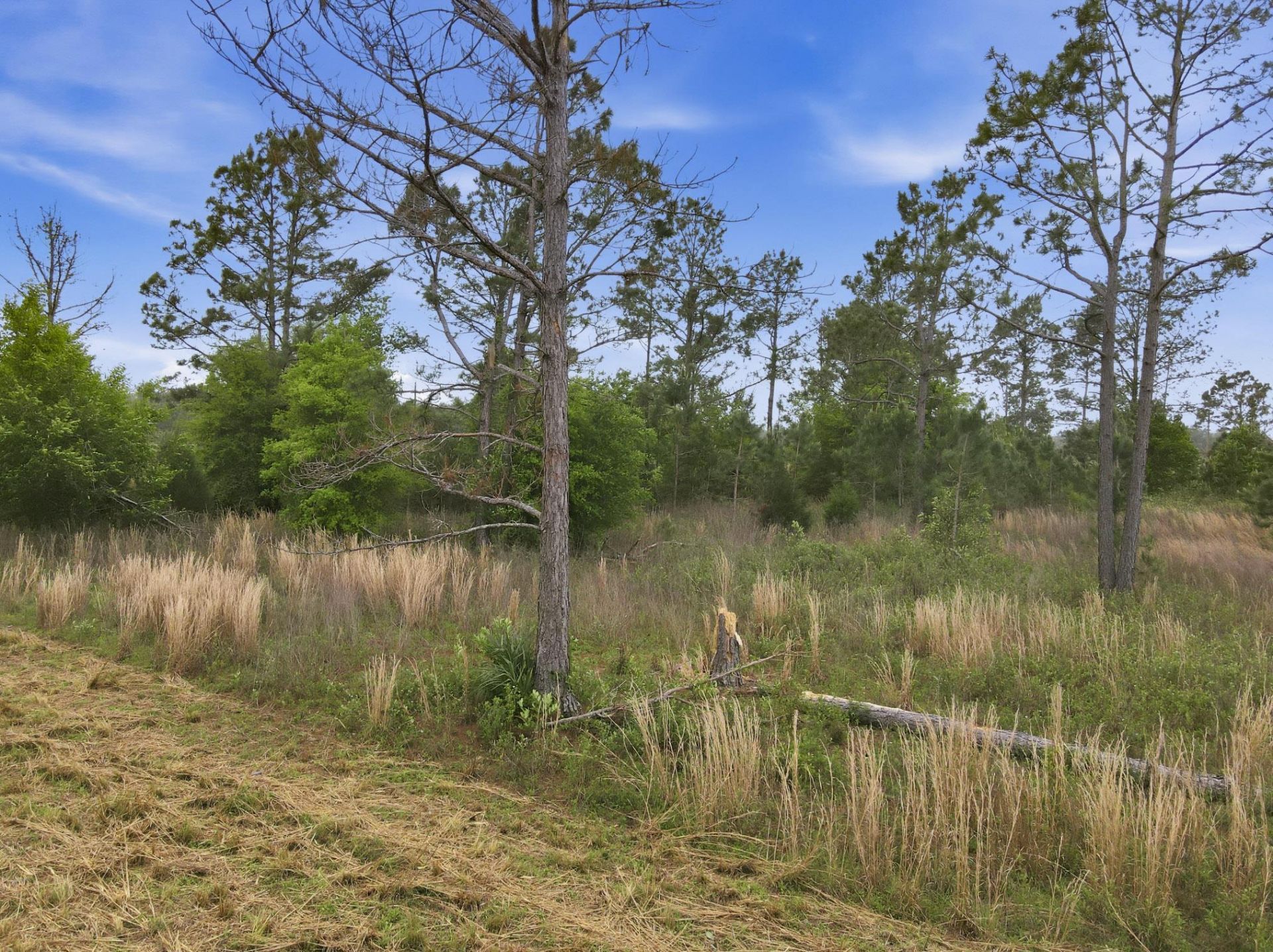 000 NE Rowan Road , Mayo, FL 32066 Photo