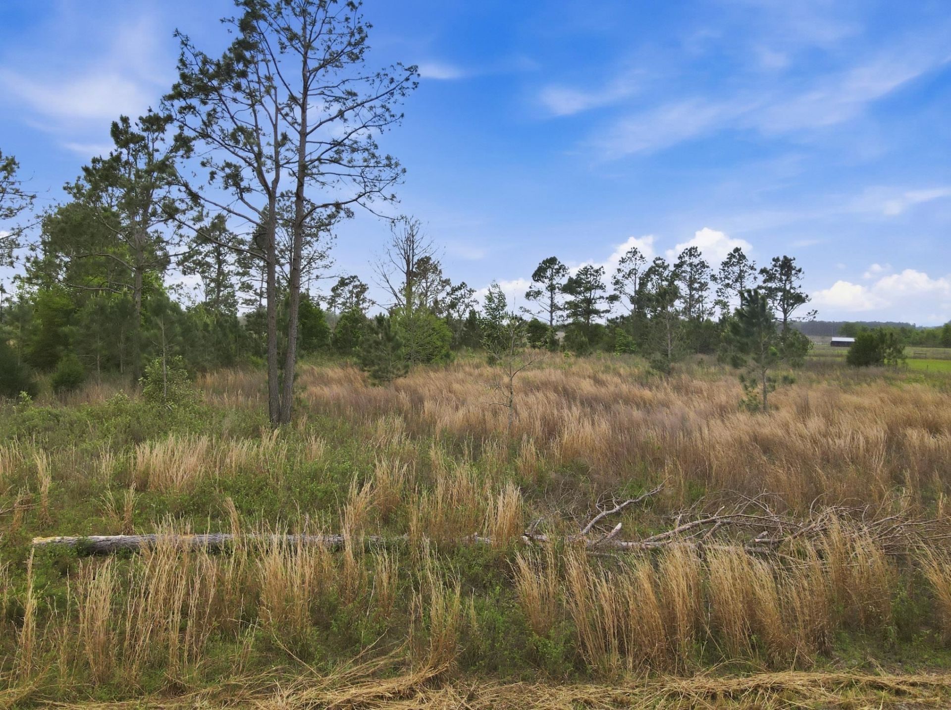 000 NE Rowan Road , Mayo, FL 32066 Photo