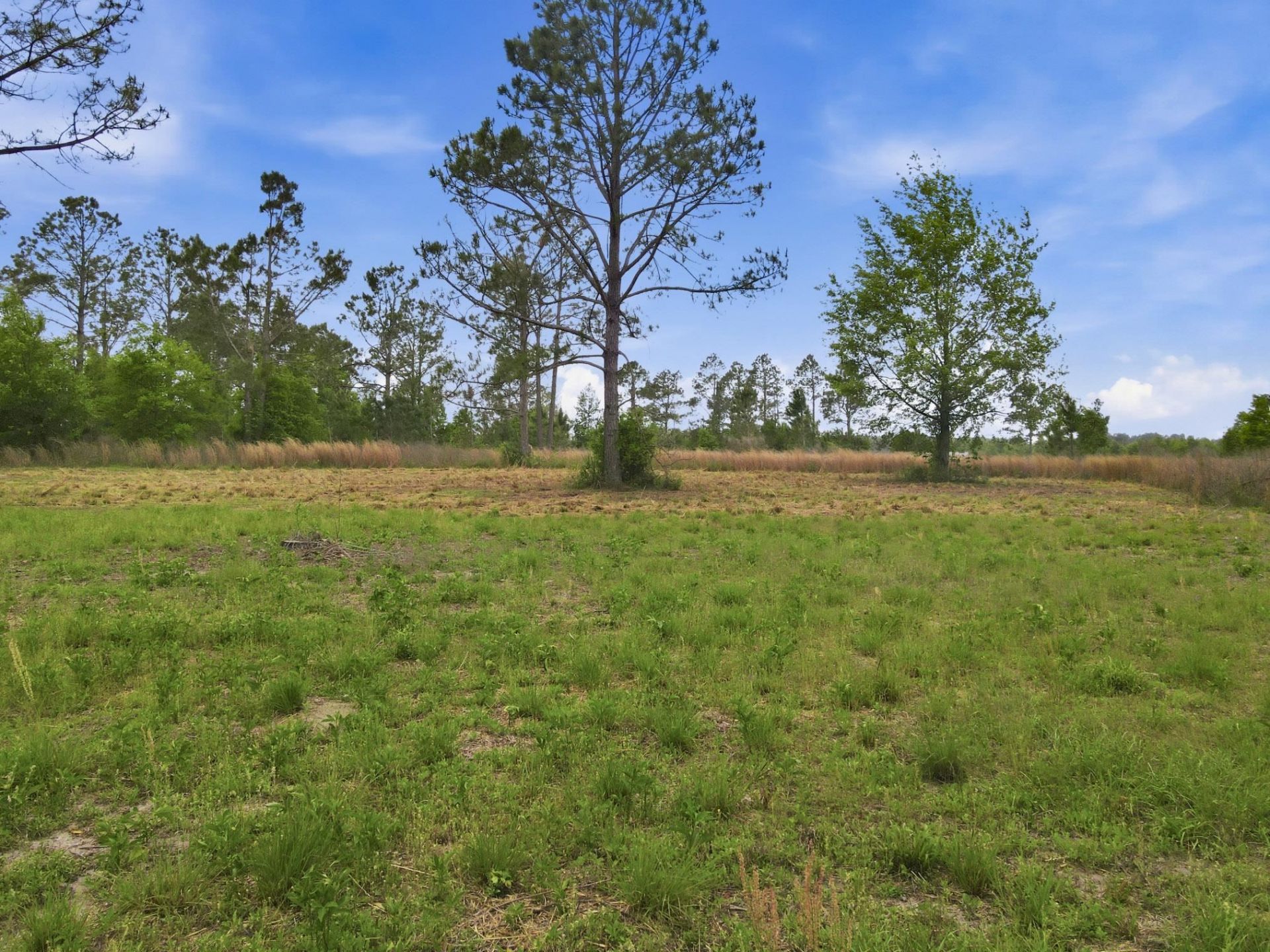 000 NE Rowan Road , Mayo, FL 32066 Photo