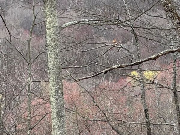 Fox Mountain, Livingston Manor, NY 12758