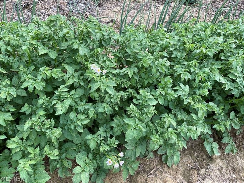 3001 Ben Fulton Avenue NW, North Lawrence, OH 44666 Photo 34