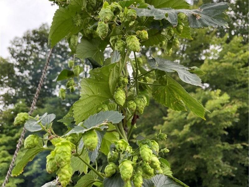 3001 Ben Fulton Avenue NW, North Lawrence, OH 44666 Photo 38