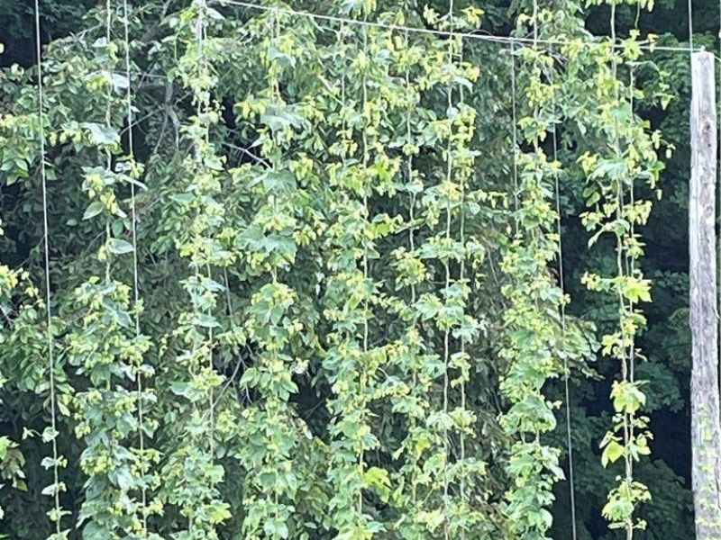 3001 Ben Fulton Avenue NW, North Lawrence, OH 44666 Photo 39