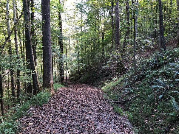 Off Scary Creek Road in Hamlin, Lincoln County, WV 25523