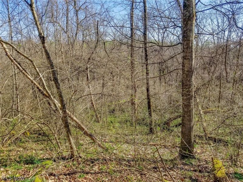 Zep Road, Summerfield, OH 43788 Photo 19