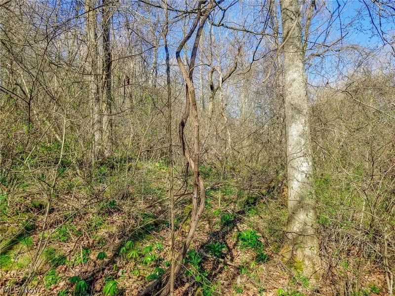 Zep Road, Summerfield, OH 43788 Photo 20