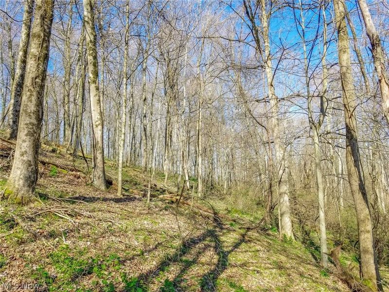 Zep Road, Summerfield, OH 43788 Photo 21