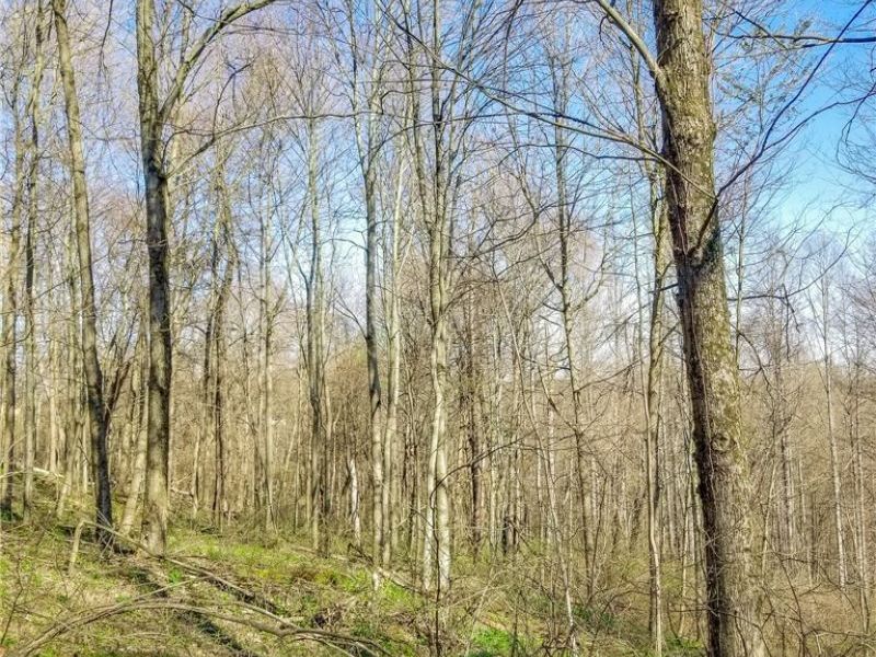 Zep Road, Summerfield, OH 43788 Photo 23