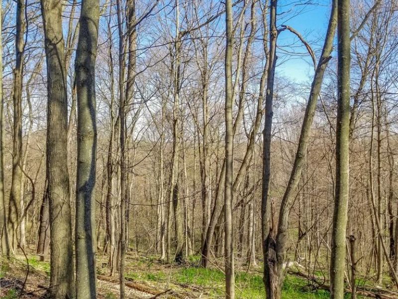 Zep Road, Summerfield, OH 43788 Photo 25